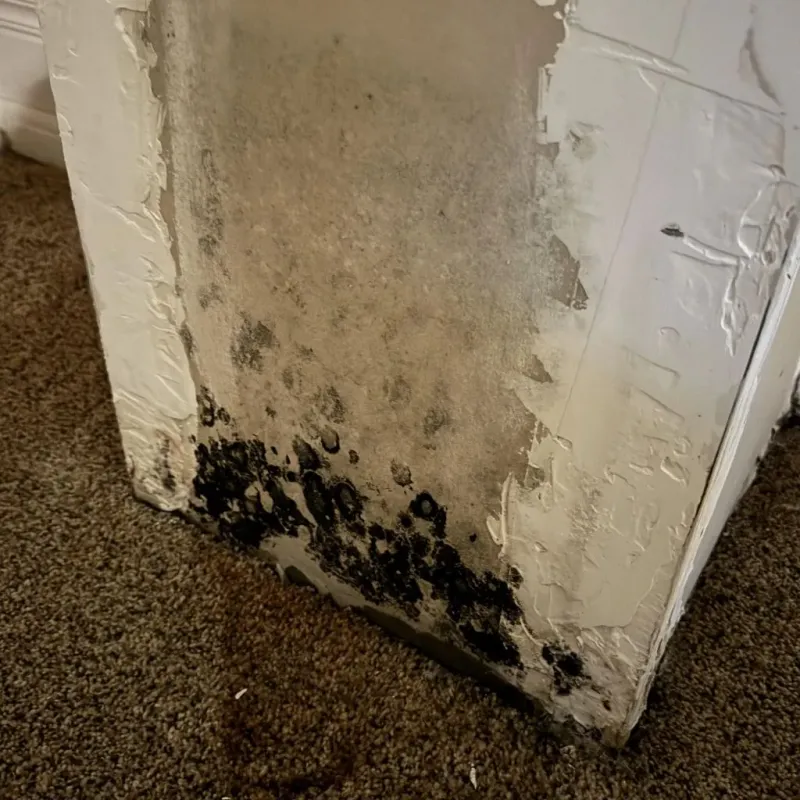 Professional Mold Removal in Caln, PA